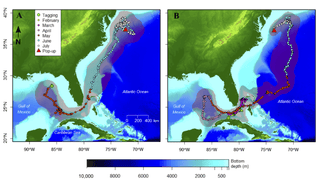 Maximum likelihood tracks for two longfin makos and the locations where they were. tagged and where their pop-up tags were released: (A) the first longfin mako, LFM1, was tagged April 28, 2012 off northwest Florida; and (B) the second longfin mako, LFM2, was tagged February 14, 2015 off Cojimar, Cuba. Fish. Bull. 115:104/Mote Marine Laboratory.
